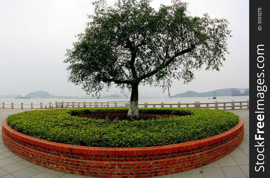 A view of an isolated tree with a brick parterre. A view of an isolated tree with a brick parterre