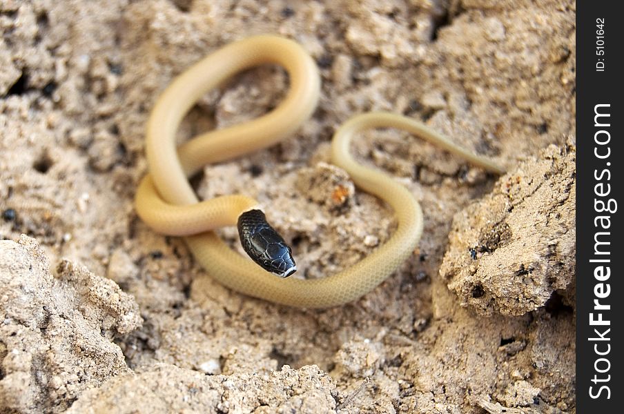 The yellow snake with a black head
