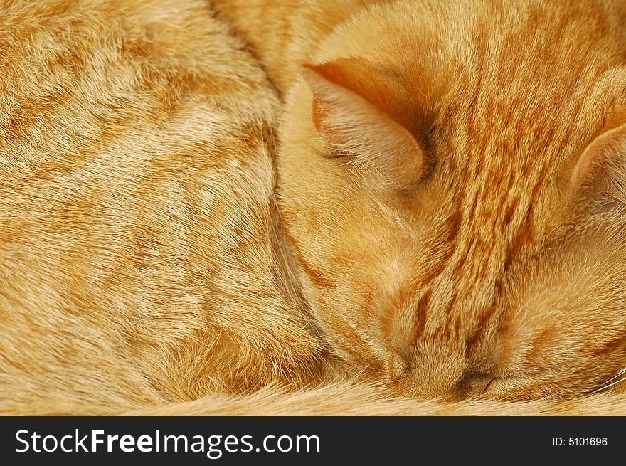 Background of sleeping ginger cat fur. Background of sleeping ginger cat fur