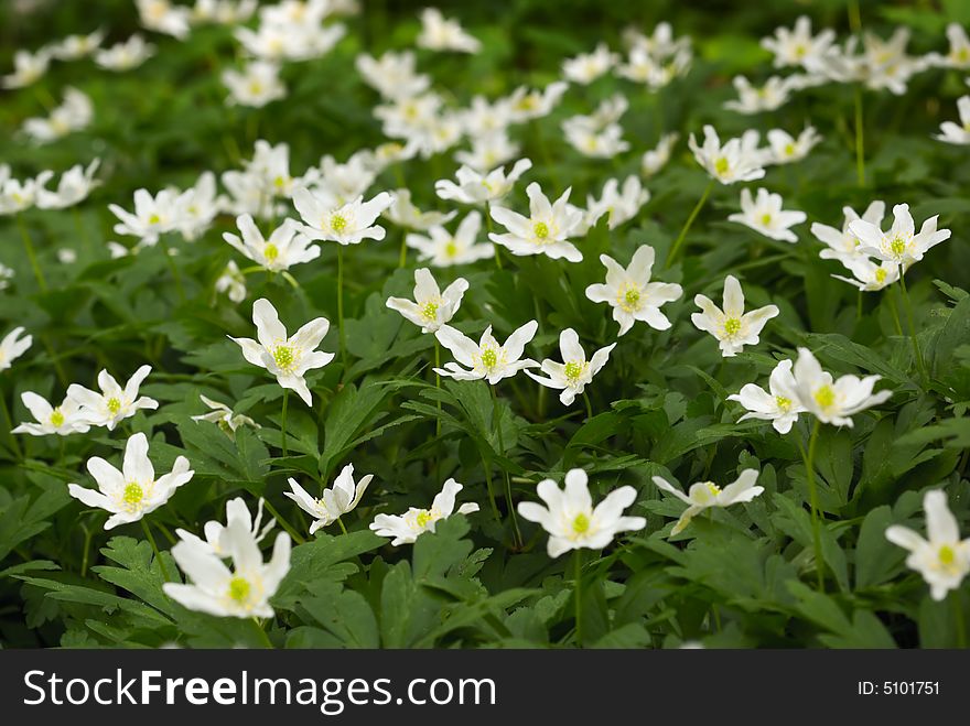 Group of wild anemones growing in forest. Group of wild anemones growing in forest.