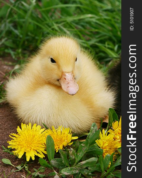 Small Duck And Yellow Flowers In The Afternoon