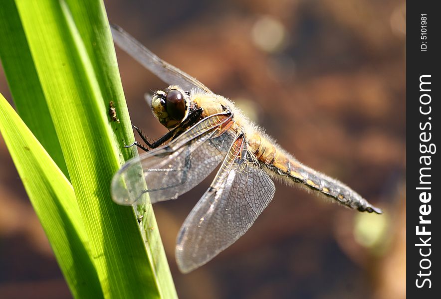 The dragonfly sits on a grass in the afternoon