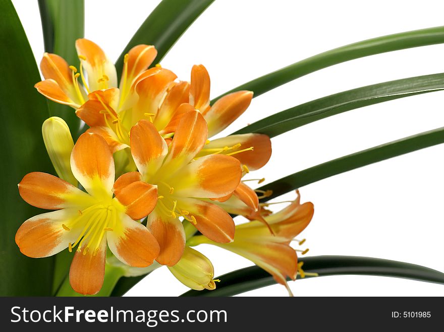 Efflorescent plant with the yellowish orange flowers against the white background. Efflorescent plant with the yellowish orange flowers against the white background