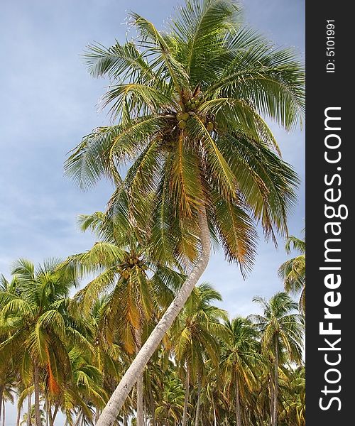 Tropic palms on a famous island Half Moon Caye. Caribbean sea. Belize. Tropic palms on a famous island Half Moon Caye. Caribbean sea. Belize