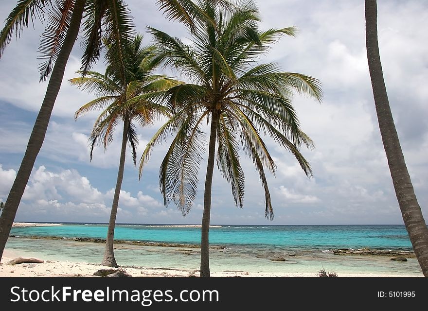 Tropic palms on a sandy beach on famous island Half Moon Caye. Caribbean sea. Belize