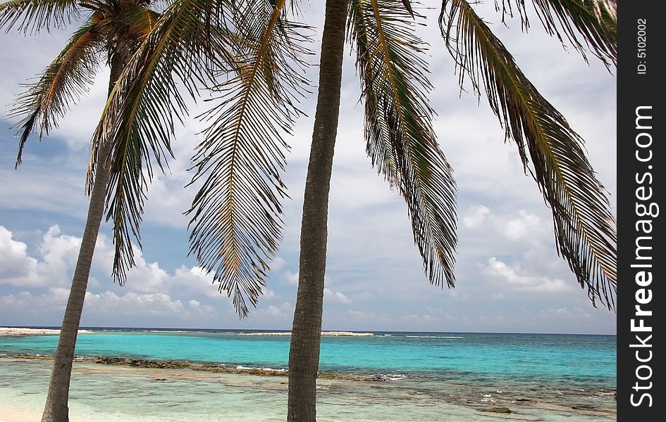 Tropic palms on a sandy beach on famous island Half Moon Caye. Caribbean sea. Belize. Tropic palms on a sandy beach on famous island Half Moon Caye. Caribbean sea. Belize