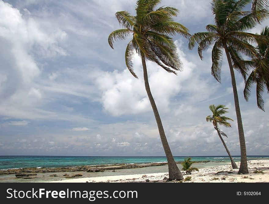 Palms in wind on a sandy beach of a famous summer resort Half Moon Caye. Caribbean sea. Belize. Palms in wind on a sandy beach of a famous summer resort Half Moon Caye. Caribbean sea. Belize