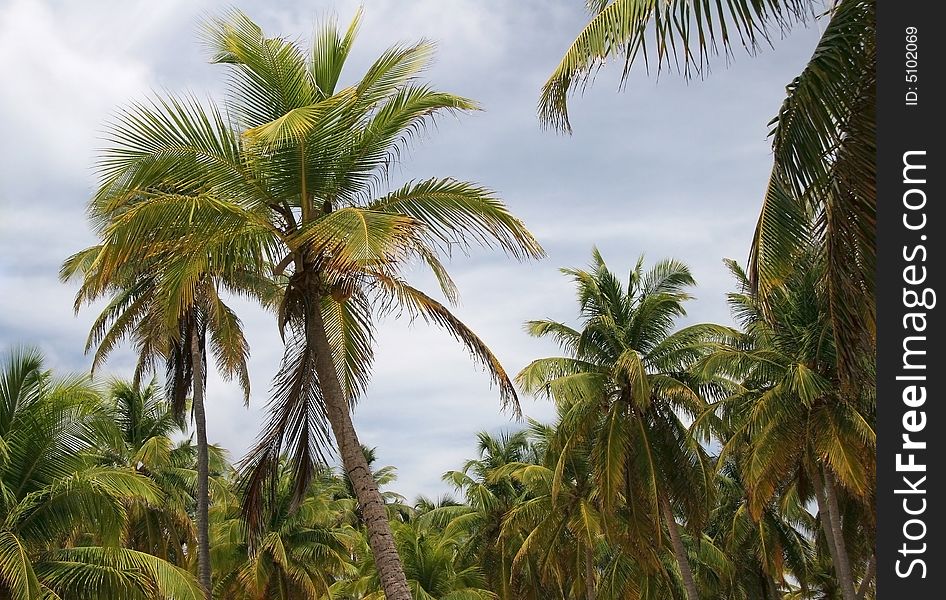 Palms Against Sky