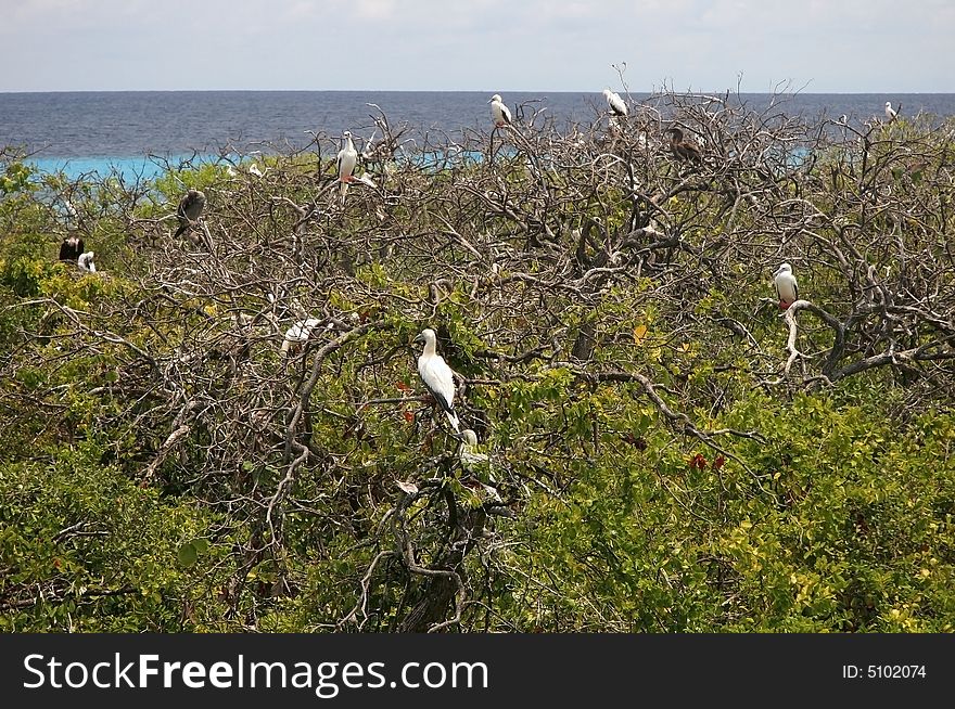 Birds Nesting On  Treetop