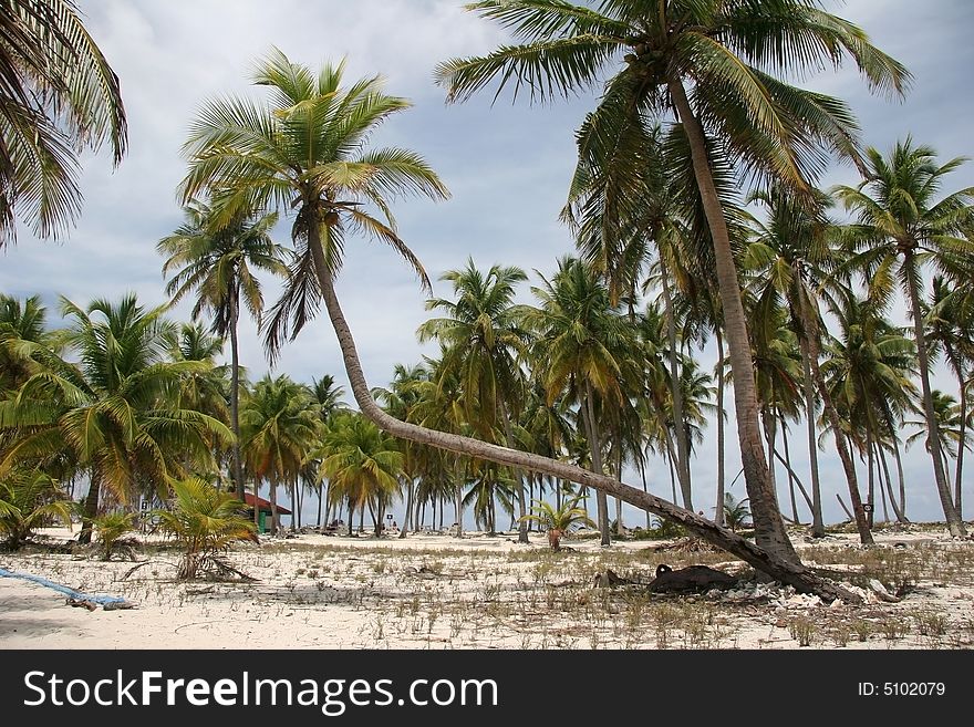 Tropic palms on a famous island Half Moon Caye. Caribbean sea. Belize. Tropic palms on a famous island Half Moon Caye. Caribbean sea. Belize