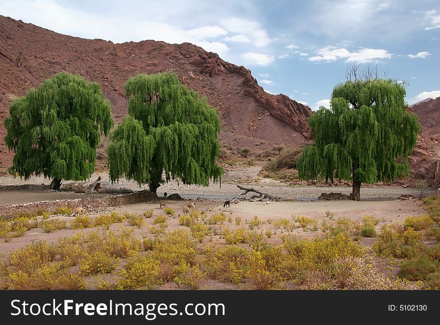 Flock of goats grazing the shrub close the river. Altiplano. Bolivia. Flock of goats grazing the shrub close the river. Altiplano. Bolivia