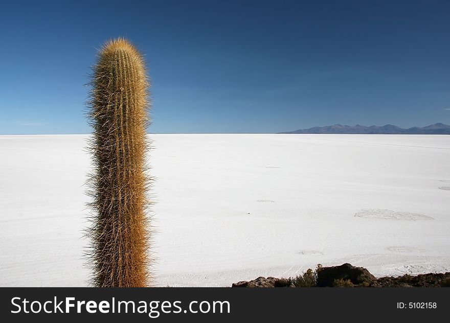 Isla De Pescado Cactus