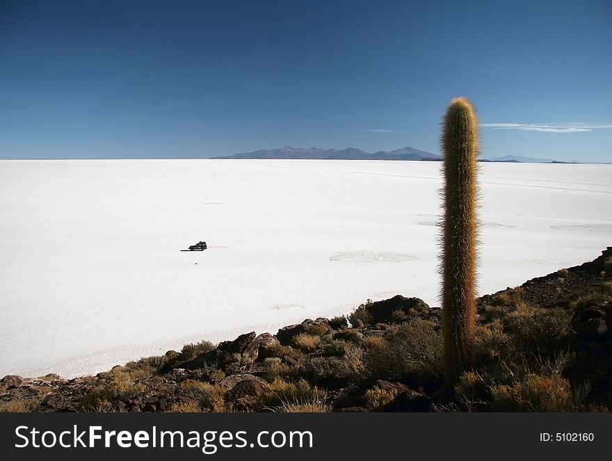 Cactus on a hill with a jeep in background crossing the feature land of Isla de Pescado. Salar Uyuni. Bolivia