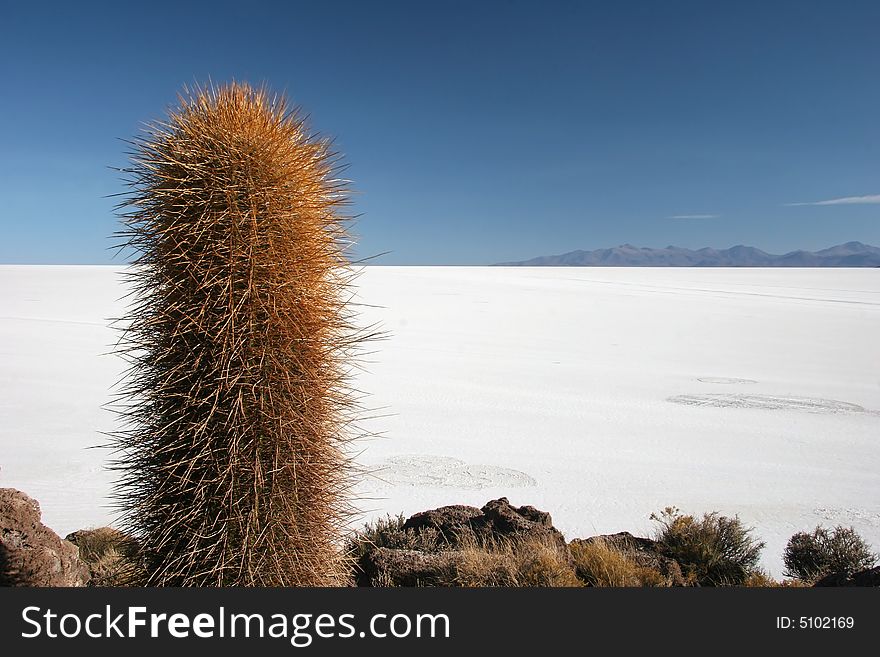 Blue azure sky over the cactus and feature land of Isla de Pescado. Salar Uyuni. Bolivia. Blue azure sky over the cactus and feature land of Isla de Pescado. Salar Uyuni. Bolivia