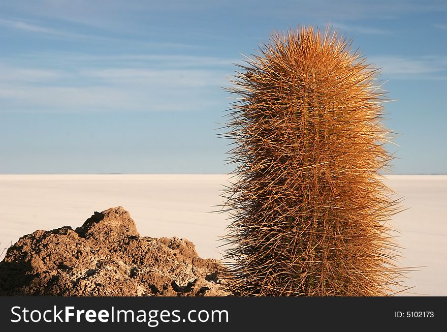 Blue azure sky over the cactus and feature land of Isla de Pescado in background. Salar Uyuni. Bolivia. Blue azure sky over the cactus and feature land of Isla de Pescado in background. Salar Uyuni. Bolivia