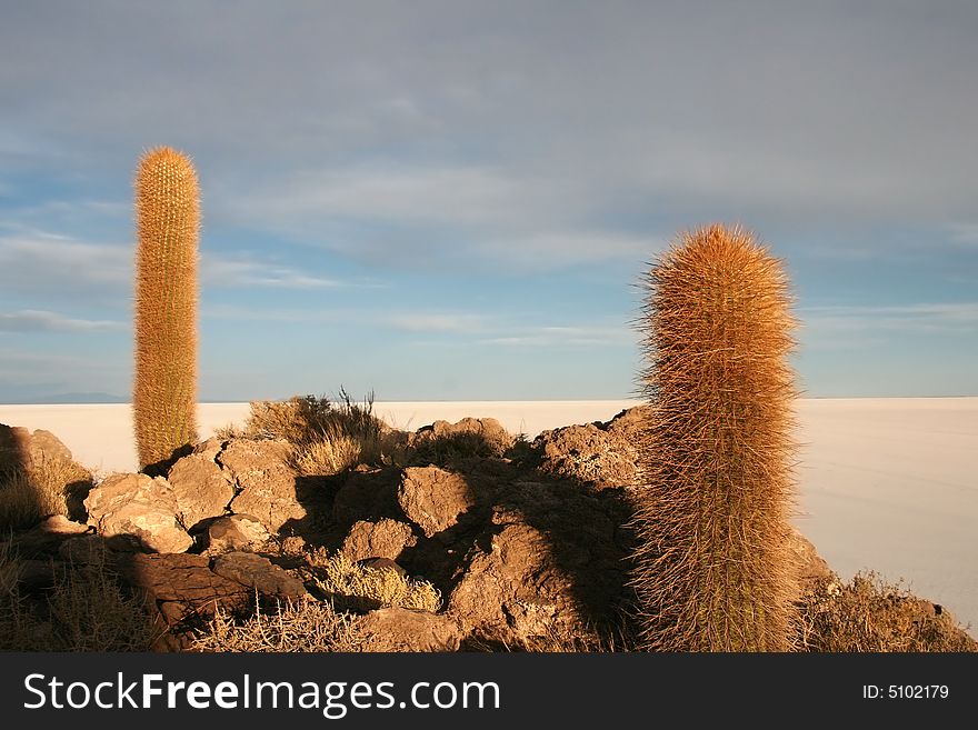 Cacti against Isla de Pescado