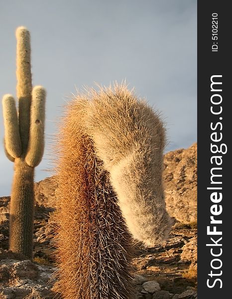 Cacti on rocks