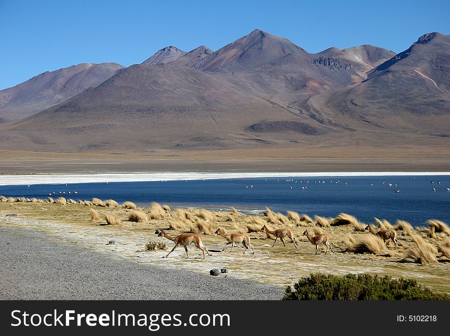 Azure clear sky over the mountain range with flock of birds on the water and frightened running flock of llamas. Laguna, Altiplano, Bolivia