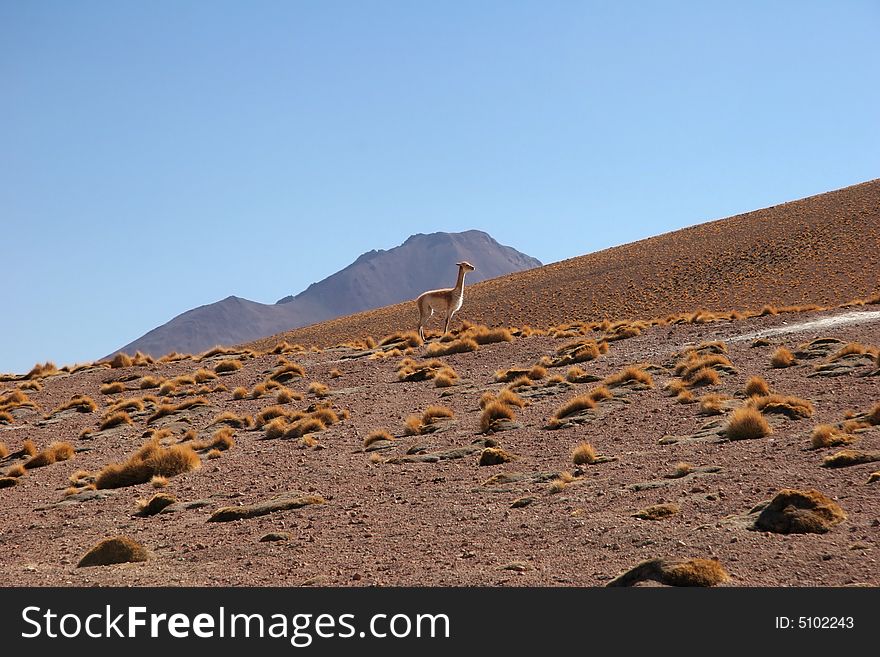 Clear sky over the llama standing at side of a hill. Altiplano. Bolivia. Clear sky over the llama standing at side of a hill. Altiplano. Bolivia