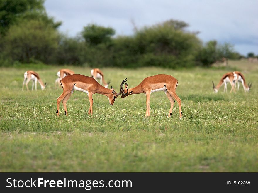 Antelope fight. Nxai Pans national park. Botswana. Africa