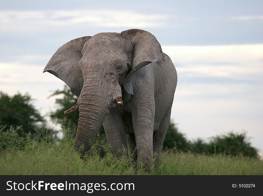 Male elephant going through the grass. Etosha national park. Botswana. Africa