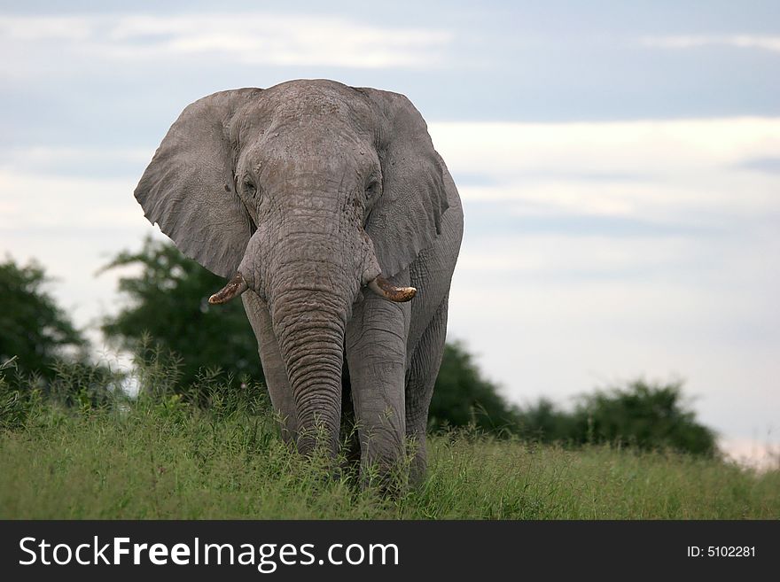 Male elephant going through the grass. Etosha national park. Botswana. Africa. Male elephant going through the grass. Etosha national park. Botswana. Africa