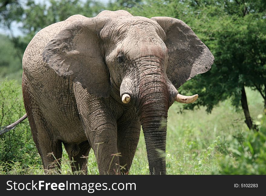 Male elephant going through the bushes. Etosha national park. Botswana. Africa