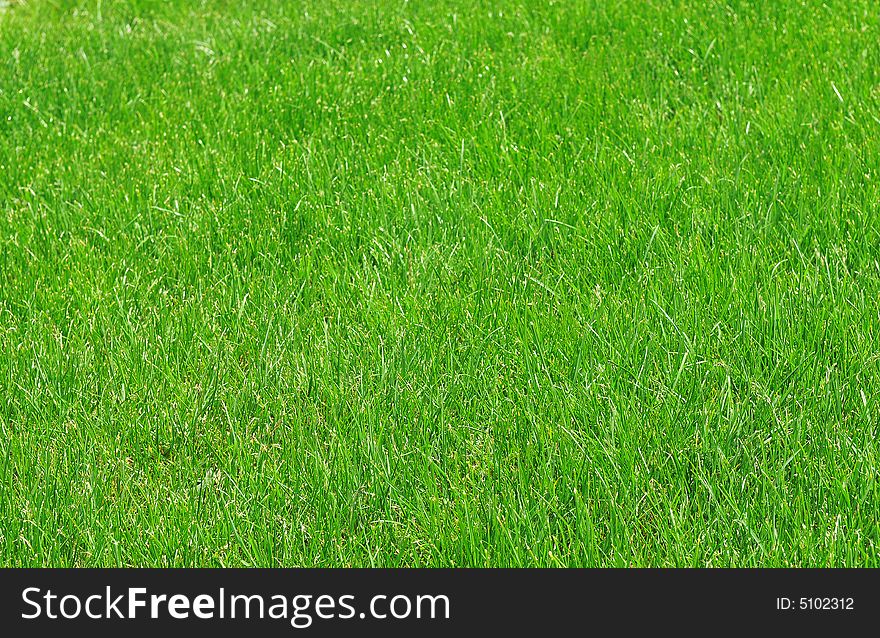 Green grass texture, green background