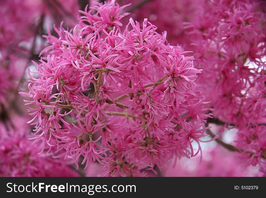 Close shot of a colorful flowers from a beautiful wild shrub. Ecuador