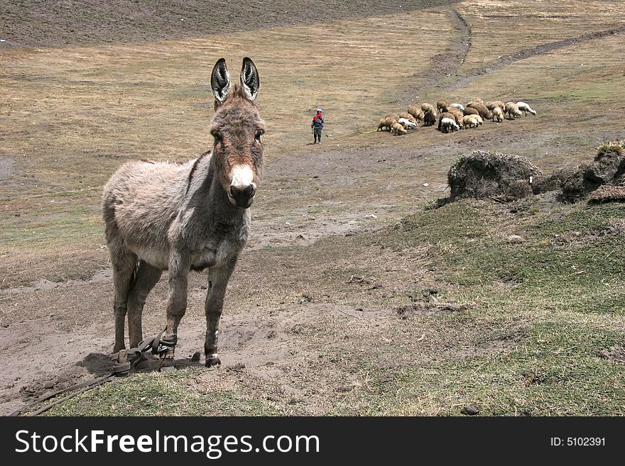 Curious donkey looking at camera with  flock of sheep and shepherd in background. Burro. Ecuador