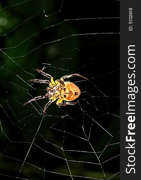 Huge spider isolated from black background. Cuyabeno national park. Ecuador. Huge spider isolated from black background. Cuyabeno national park. Ecuador