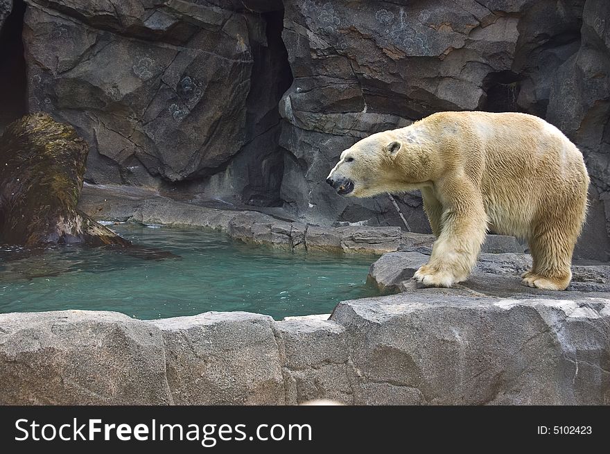 A prowling polar bear from the Cincinnati zoo