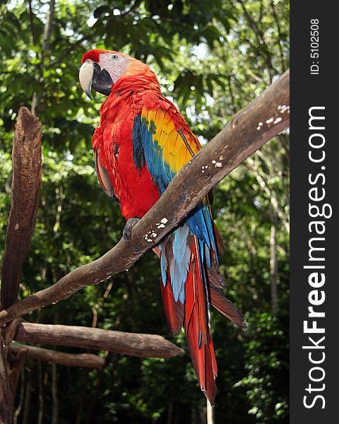 Focus on Scarlet macaw sitting on branch with blurred green forest scene in background. Honduras