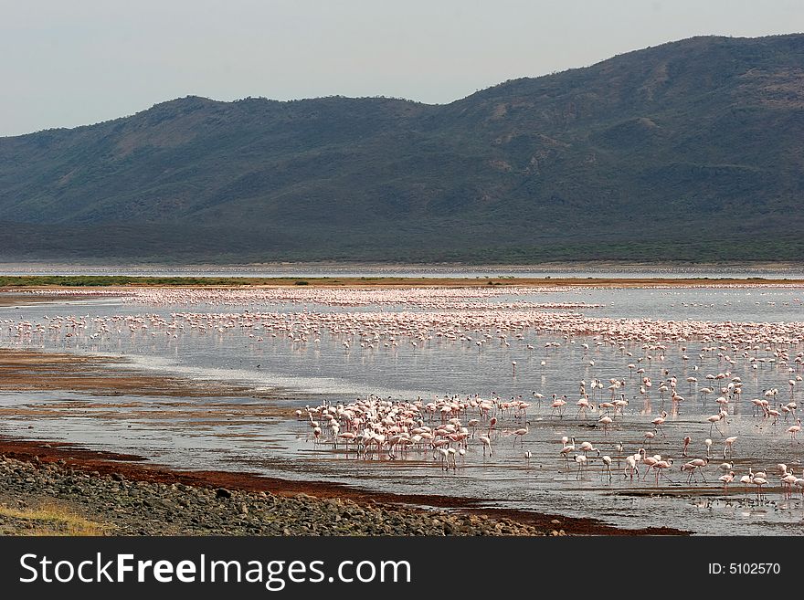 Many Lesser Flamingos wading in water at Lake Bogoria National Park. Kenya