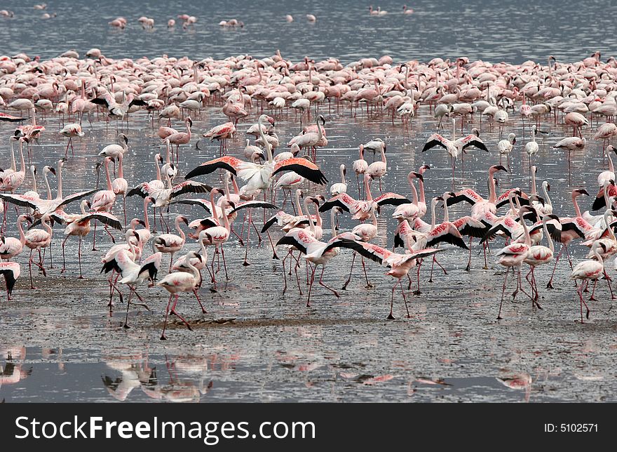 Many Lesser Flamingos wading in water at Lake Bogoria National Park. Kenya