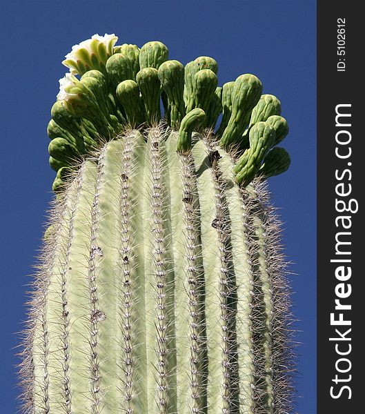 Cactus with blooming top