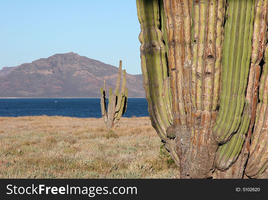 Desert Mexican Landscapes with cacti and ocean with rocky island in background. Mexico. Desert Mexican Landscapes with cacti and ocean with rocky island in background. Mexico