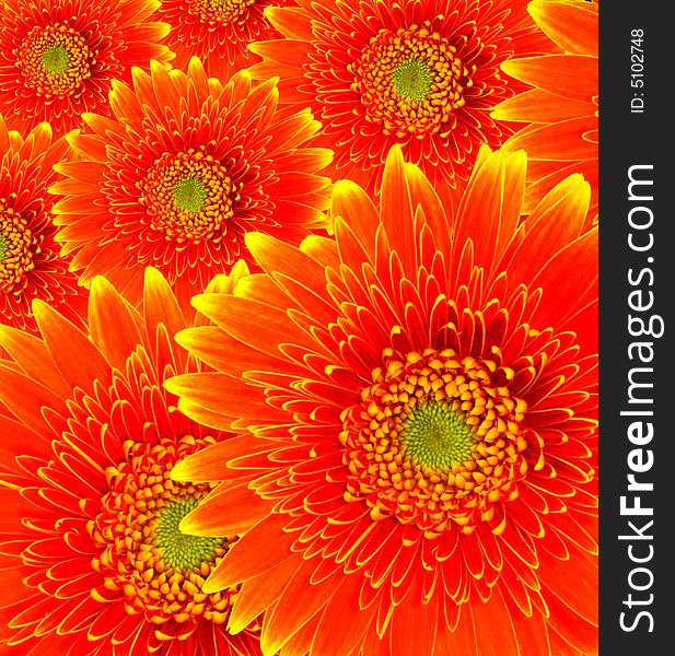 Background formed by several orange gerbera flowers. Background formed by several orange gerbera flowers