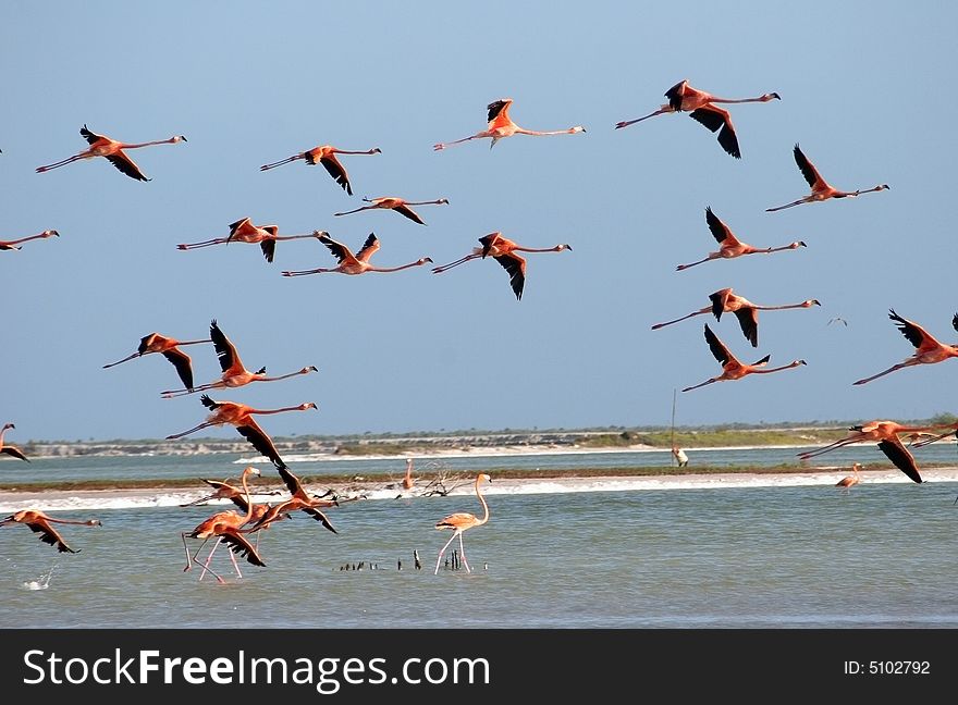 Flamingos flying on the river in Rio Lagartos. Yucatan. Mexico. Flamingos flying on the river in Rio Lagartos. Yucatan. Mexico