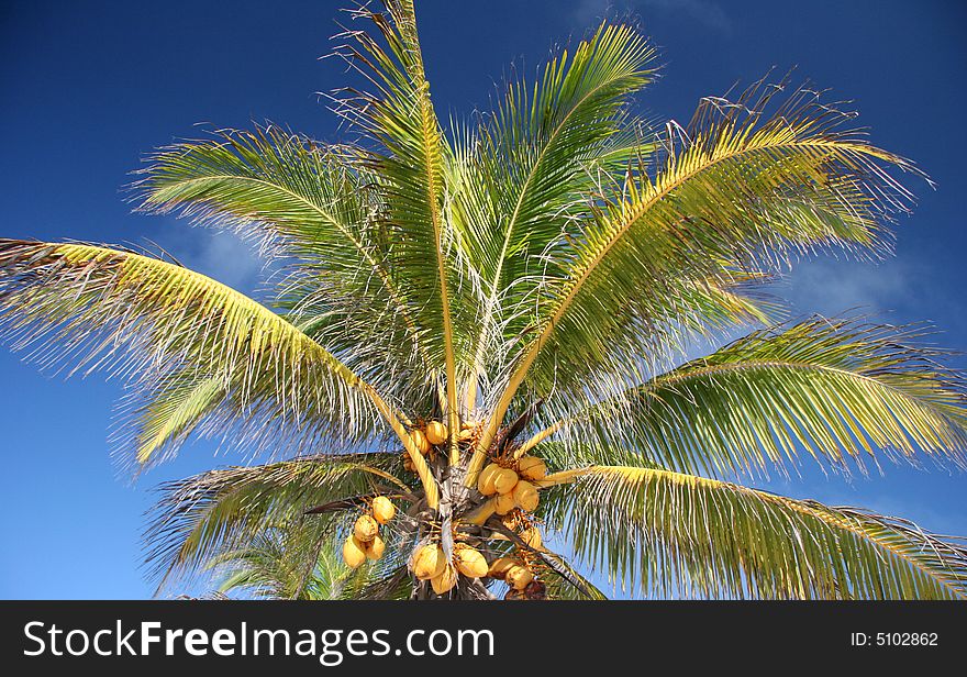 Coconut tree against clear blue sky. Tulum. Yucatan. Mexico