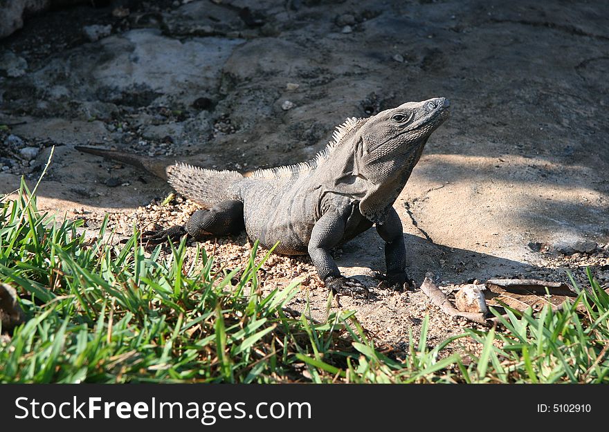 Huge Iguana sunbathing in sandy grounds. Tulum. Yucatan. Mexico