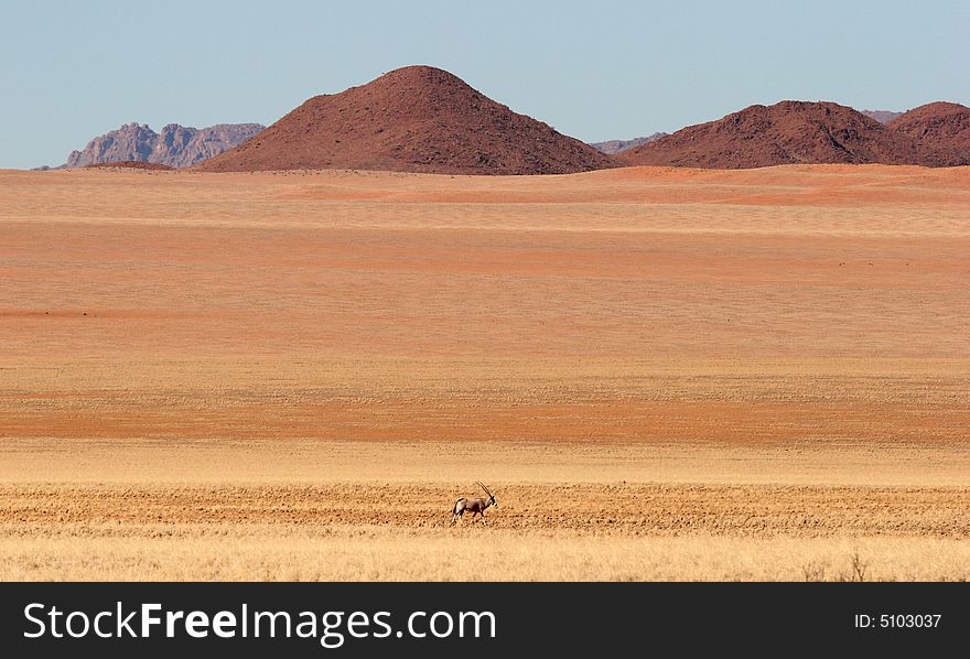 Gemsbok antelope (Oryx gazella) search for food. Namib desert. Namibia. Gemsbok antelope (Oryx gazella) search for food. Namib desert. Namibia