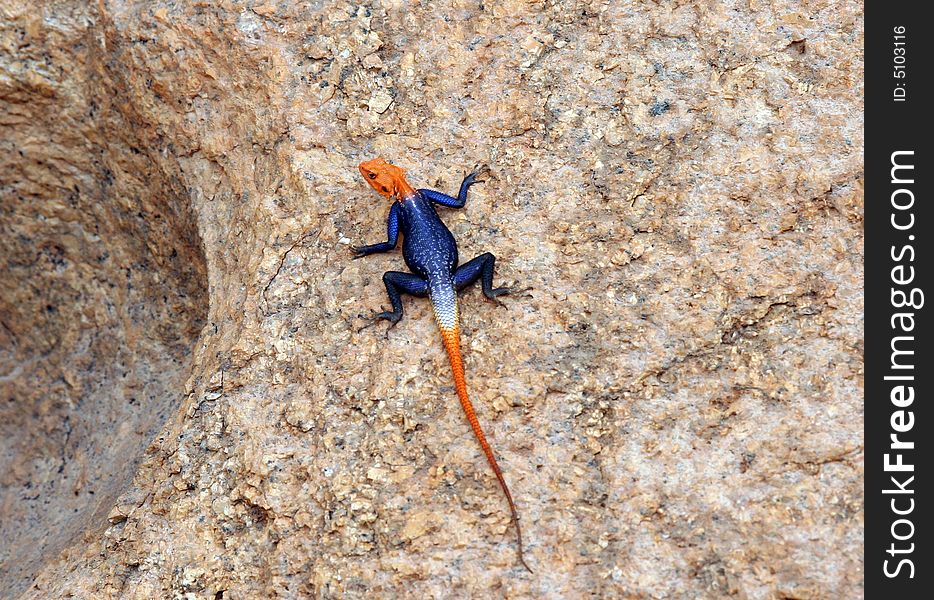Desert scene with a colorful lizard sunbathing on a rock. Namibia