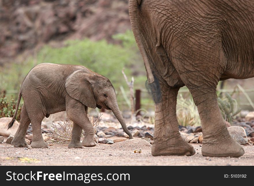 cute elephant calf behind elephant cow free stock images photos