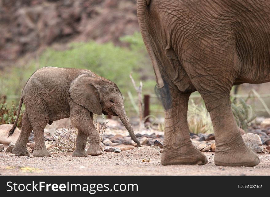 African Desert scene with Cute Elephant Calf behind Elephant Cow. Namibia