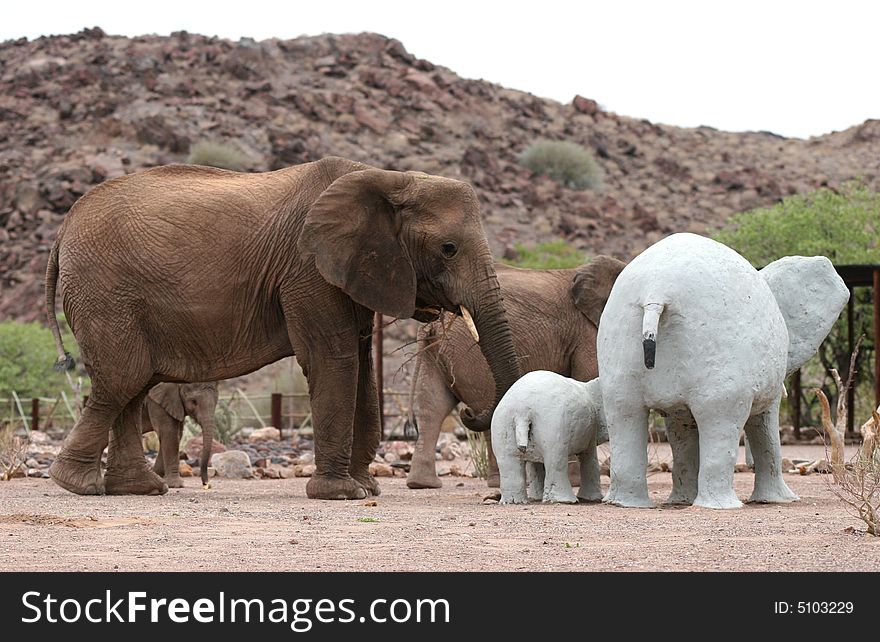 Desert Elephants in Twyfelfontein Camping grounds. Namibia