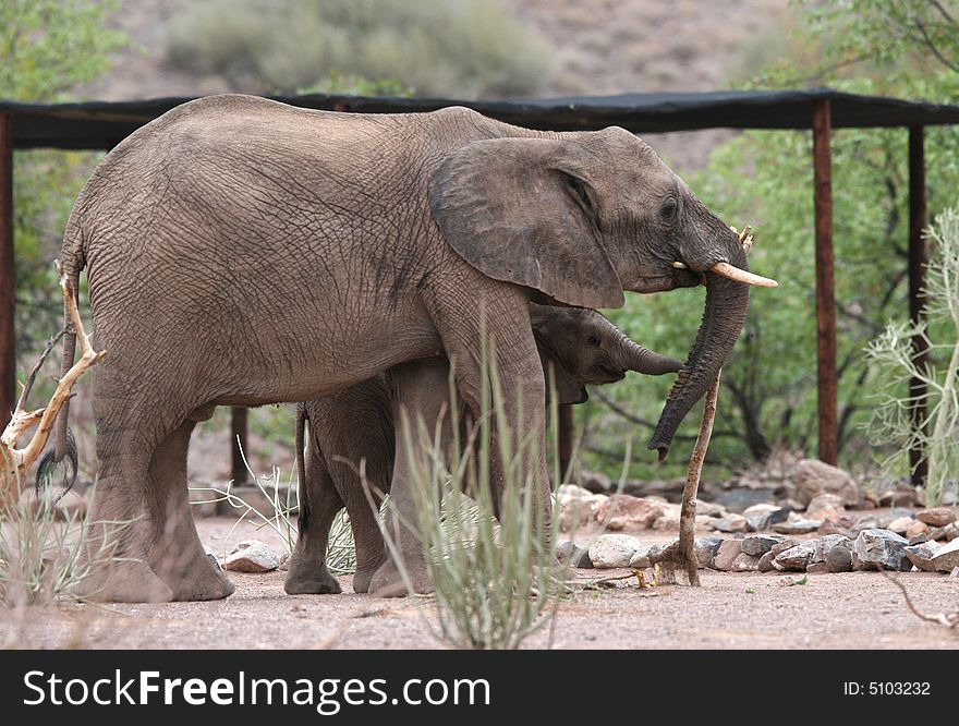 Desert Elephants in Twyfelfontein Camping grounds. Namibia