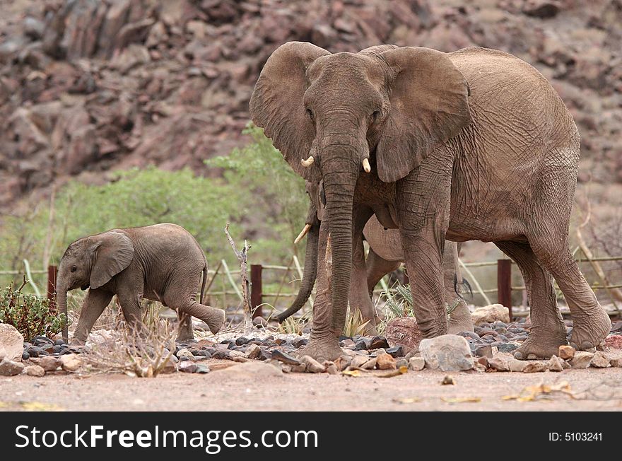 Desert elephants in the camping ground. Scene with Cute Elephant Calf and Elephant Cow. Namibia