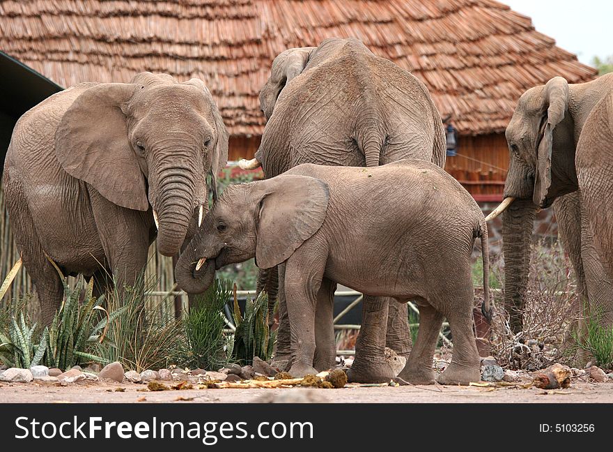 African scene with Desert Elephants in Twyfelfontein Camping grounds. Namibia