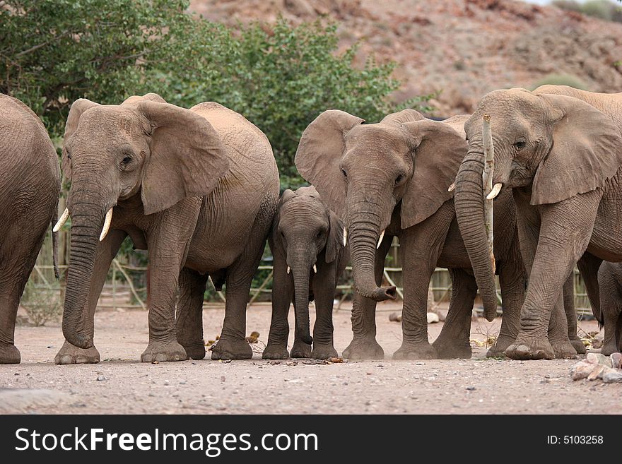 African scene with Desert Elephants in Twyfelfontein Camping grounds. Namibia